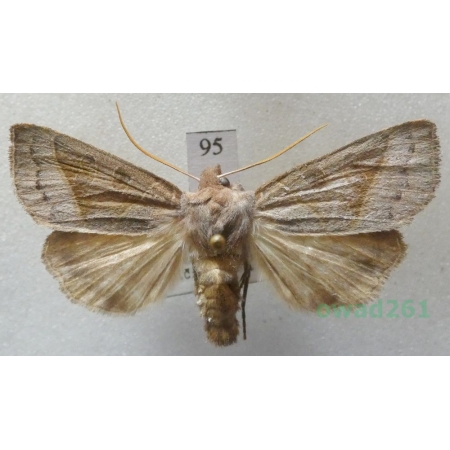 Mesogona oxalina (Hübner, 1803) Slovakia95